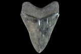 Serrated, Fossil Megalodon Tooth - Gorgeous Meg Tooth #87090-2